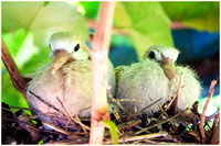 Baby Doves