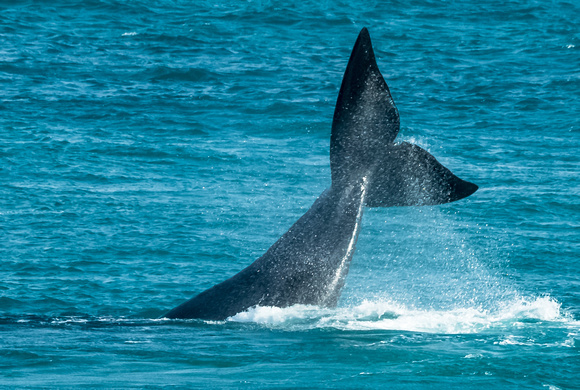 62-Whale at Logans
