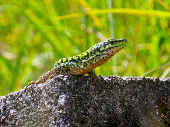 13-green-lizard