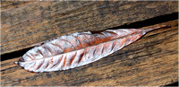 02 004 Fallen Leaf Daintree BoardWalk