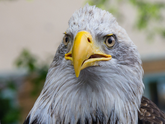 13-Bald eagle