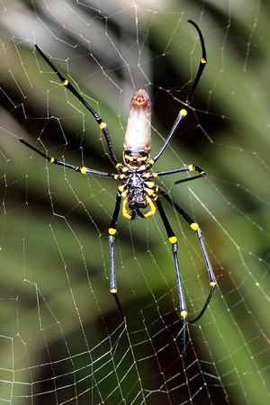 01 004 Daintree Spider