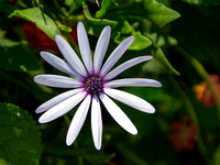 13-mystery-flower
