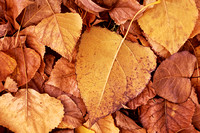 7-Autumn Leaves