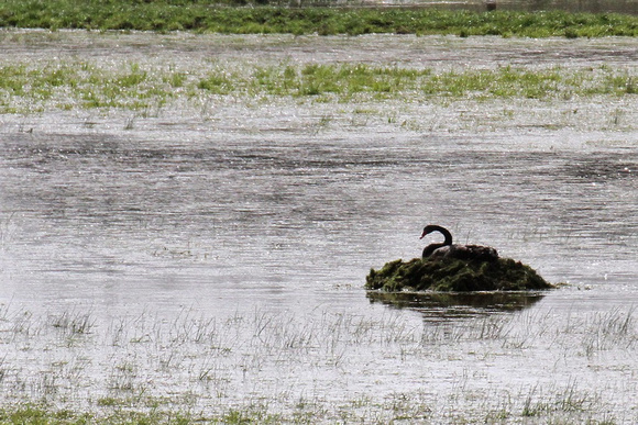 Swan nesting 2
