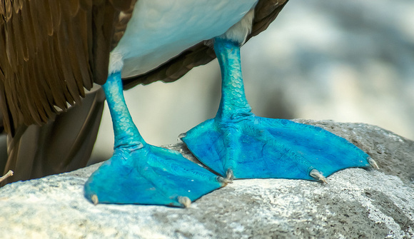 Blue Footed Booby - John Culver