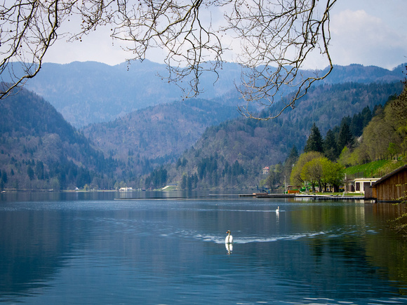 13-Swan on Lake Bled (2)