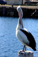 72-PelicanWollongong