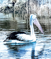 62-Pelican.Jpeg