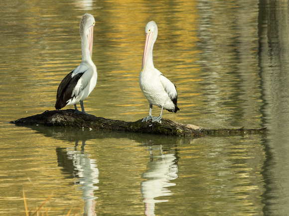 13-Pair of Pelicans