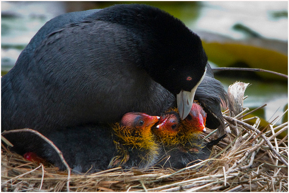 03 008 mothers love coot