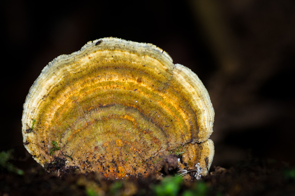 13-shell-fungus