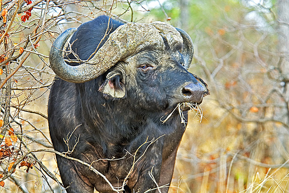 African Buffalo - John Cluver